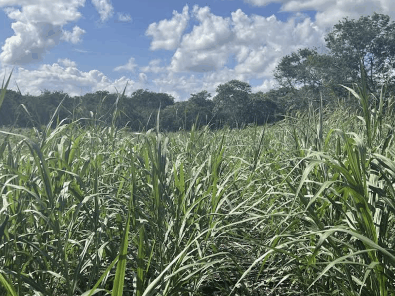 HACIENDA KUBA en Mérida Yucatán